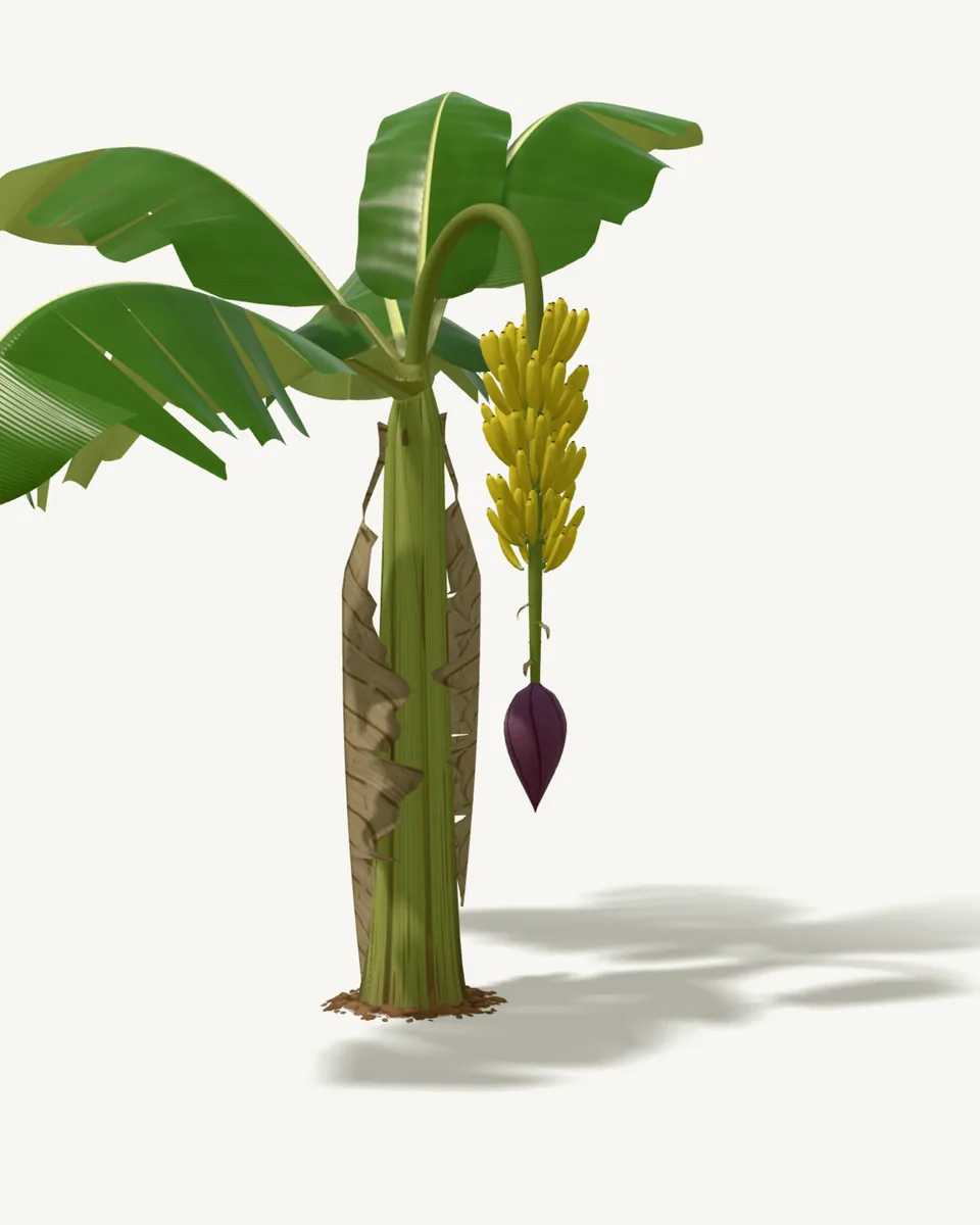 Bananeira com o cacho maduro e o coração roxo pendendo do engaço