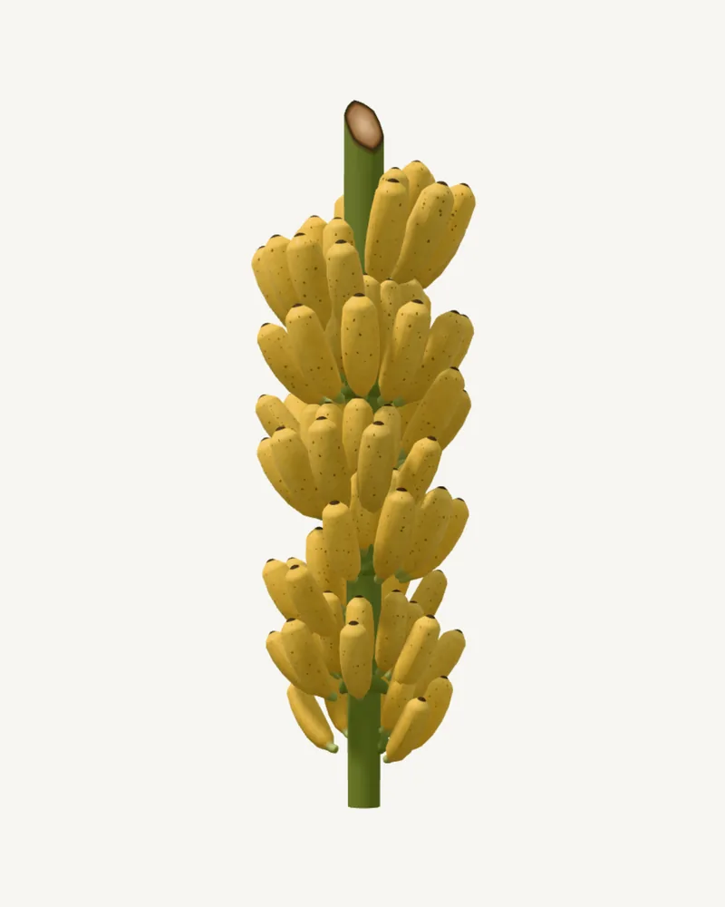 Cacho maduro de Maçã