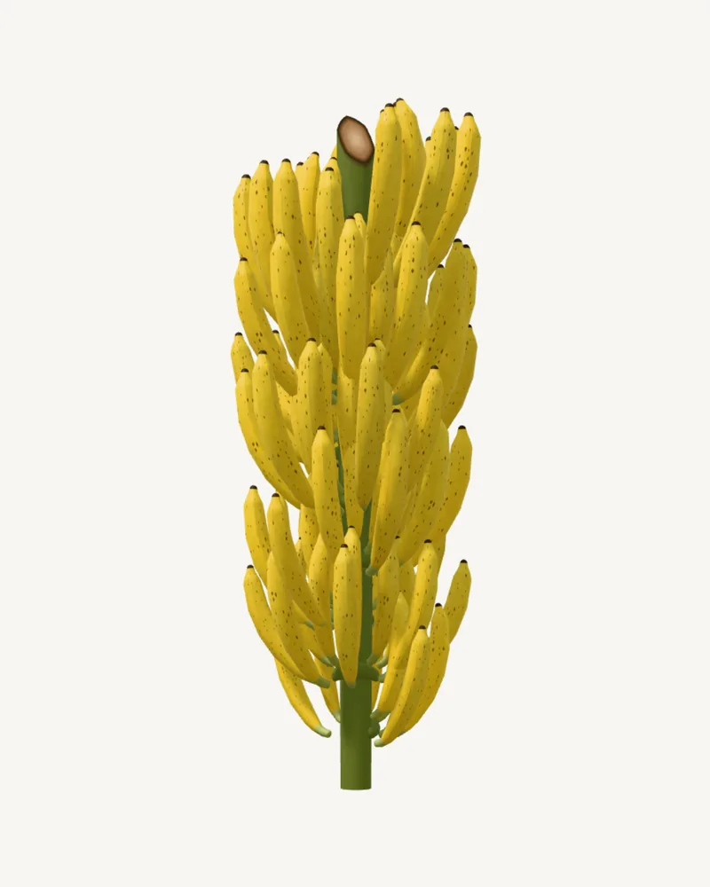 Cacho maduro de Nanica